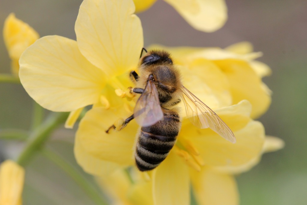 Biene im Zaubergarten